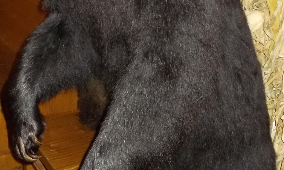 2014-8-14-1139medvěd III.jpg